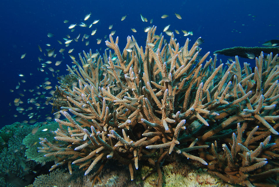 Coral Ware
