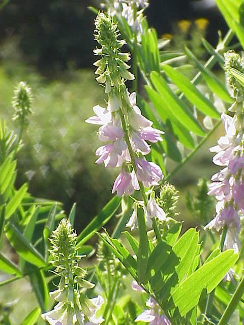 Costantino Cardiello