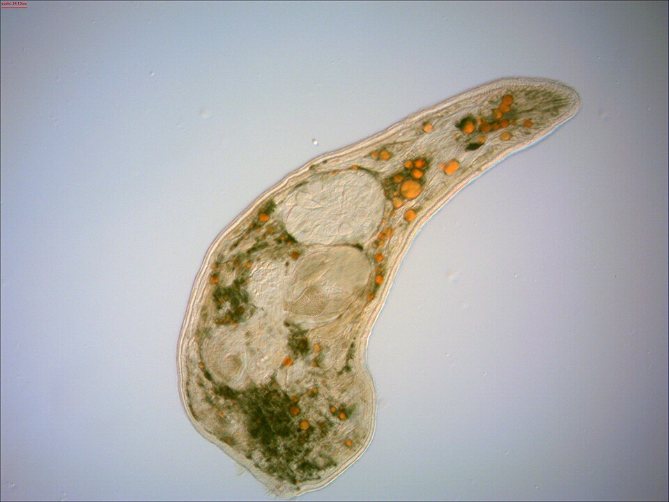 Cristina Damborenea