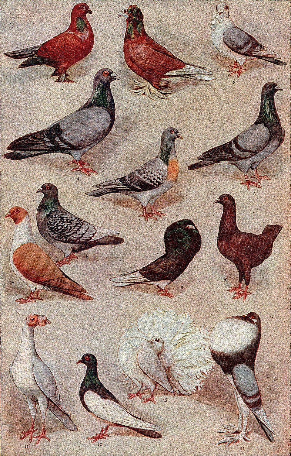 Cyril Viguier