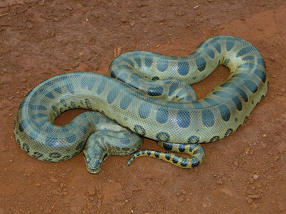 D. Todua