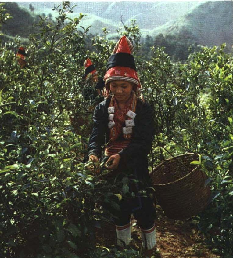 Dai Yao