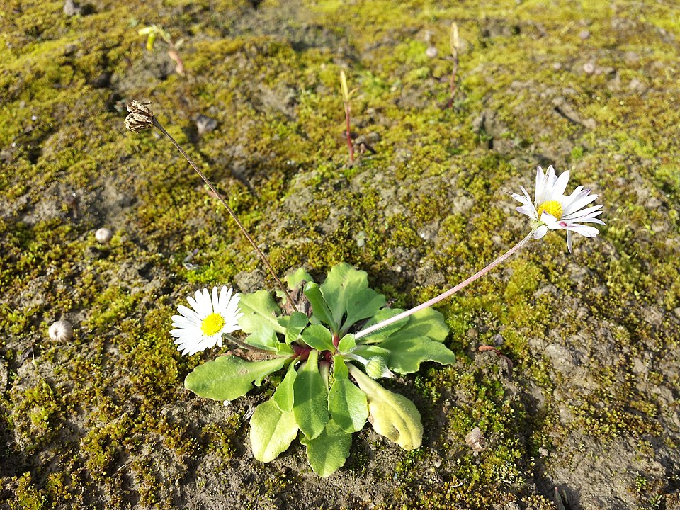 Daisy Bloom