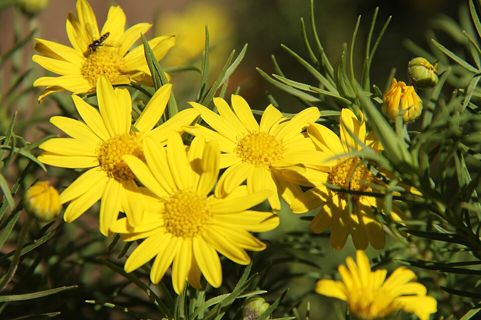 Daisy Cheptoo