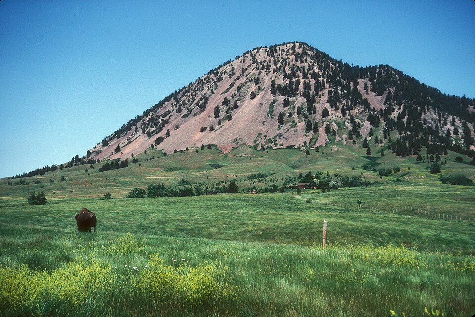 Dakota Bear