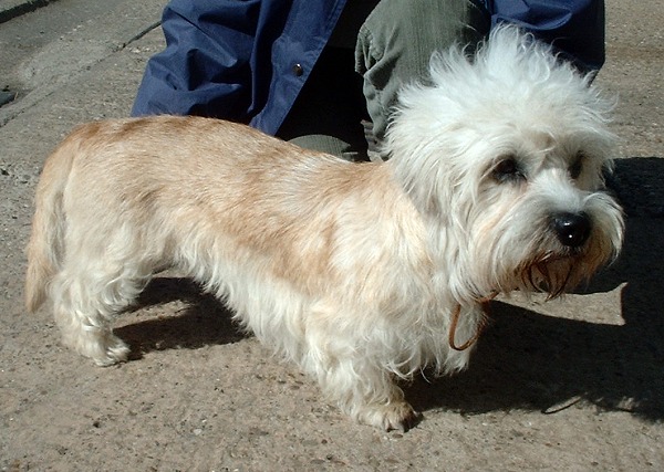 Dandie Williams