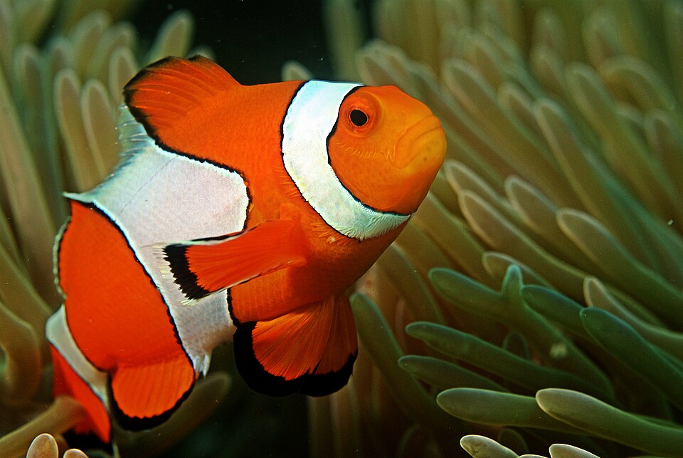 Diego Anemone