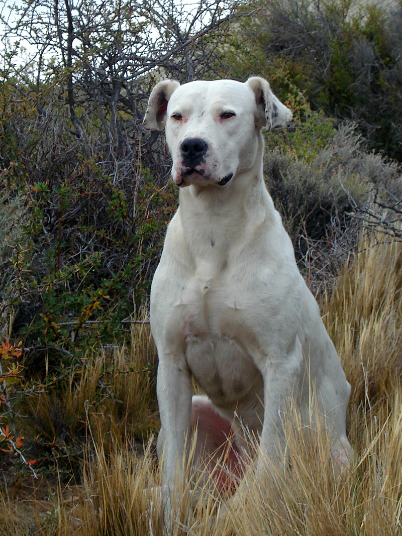 Dogo