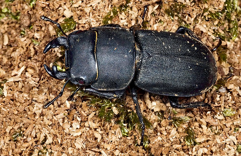 Dorcus