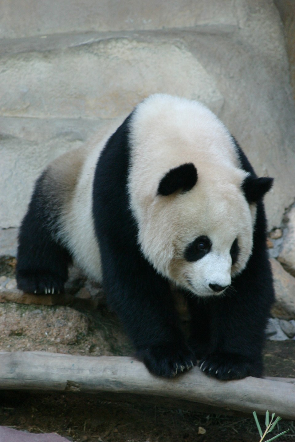 Du Qigao