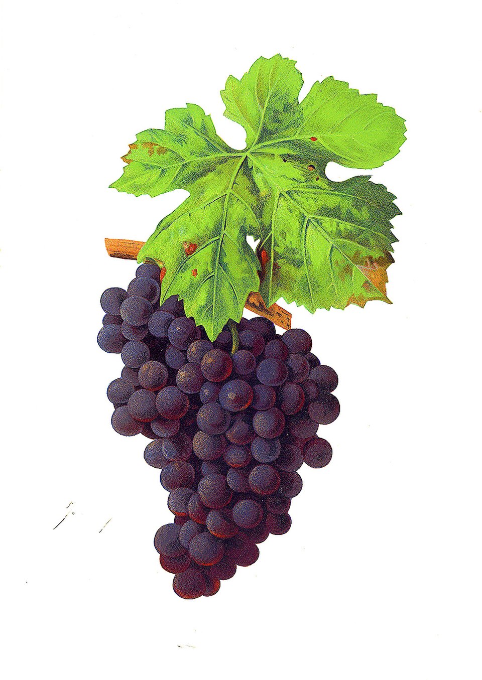 Duré