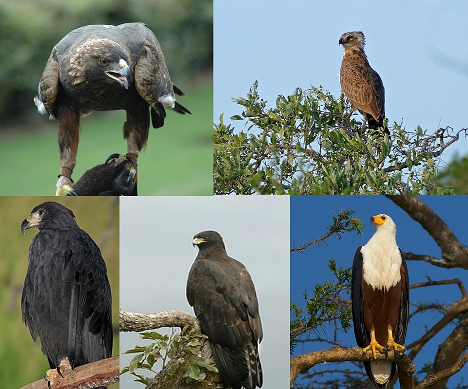 Eagles