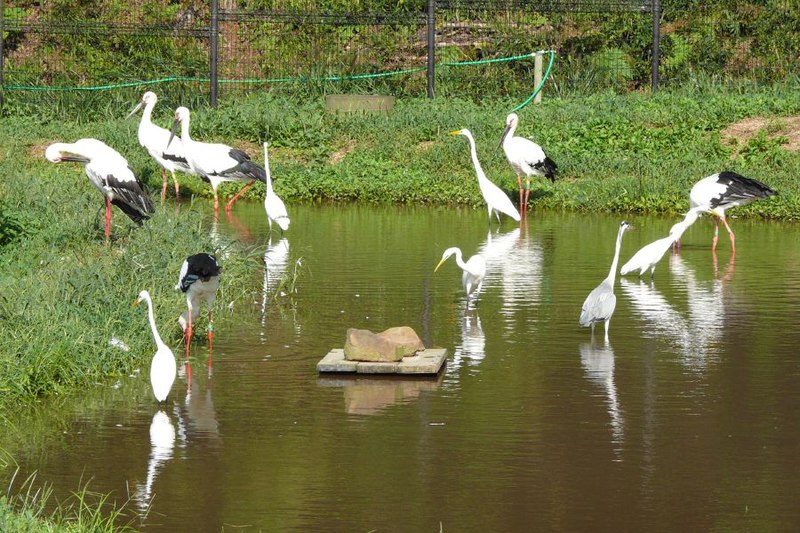 Edo Stork