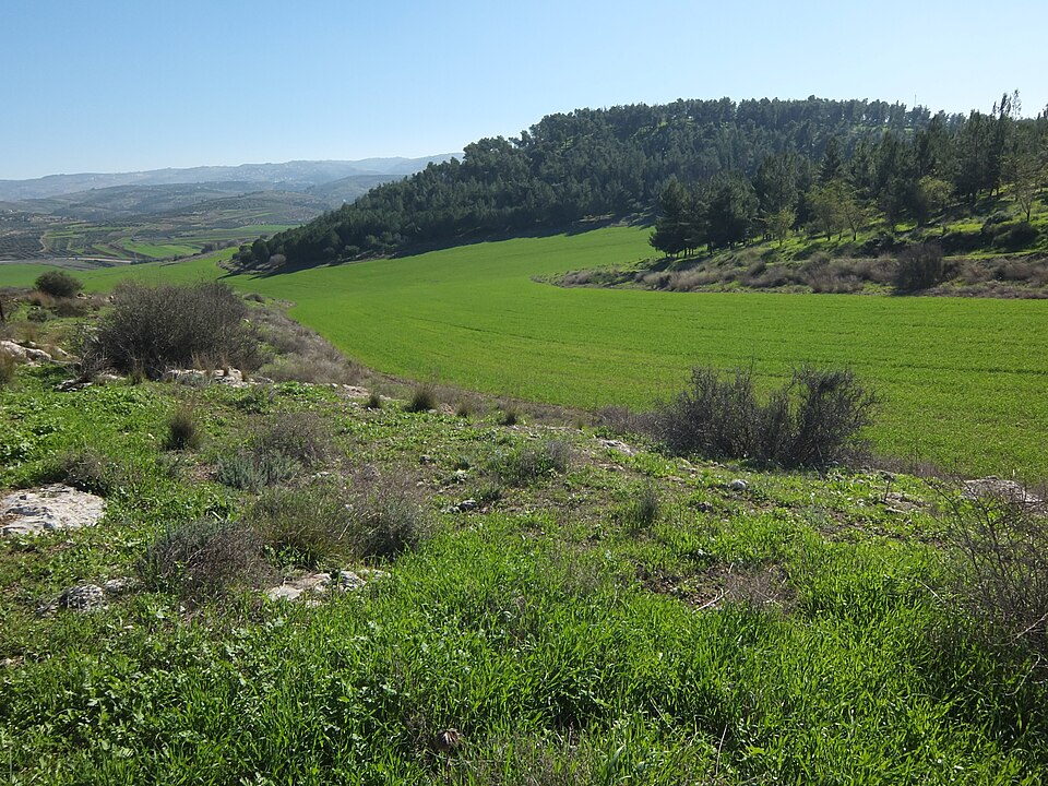 Elad Naaman