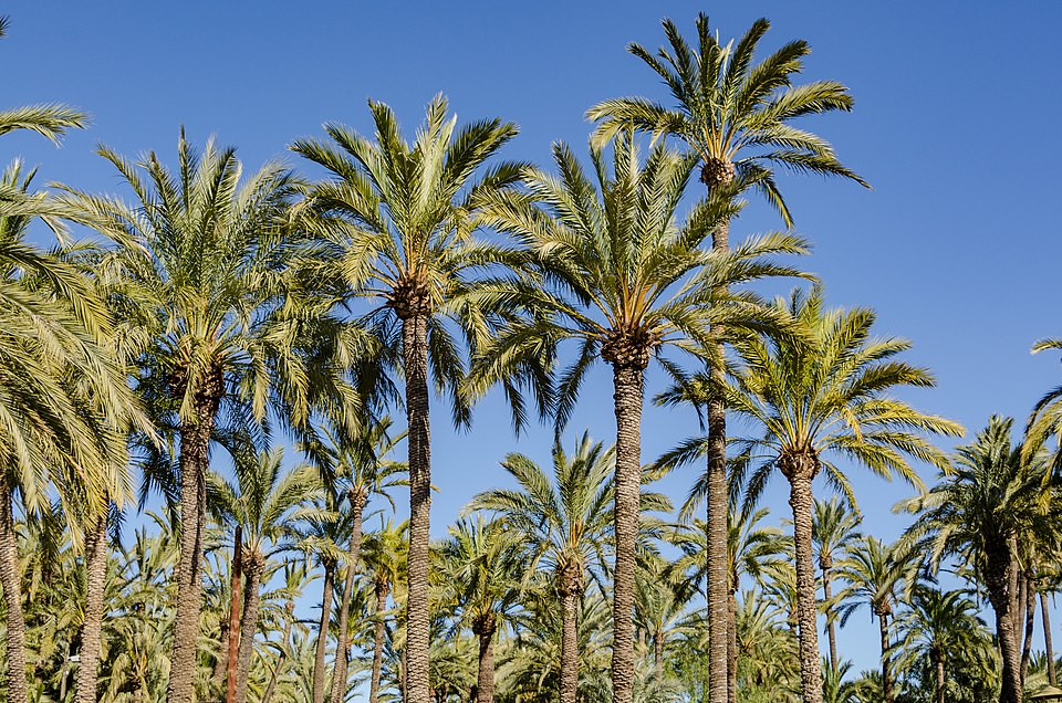 Elche