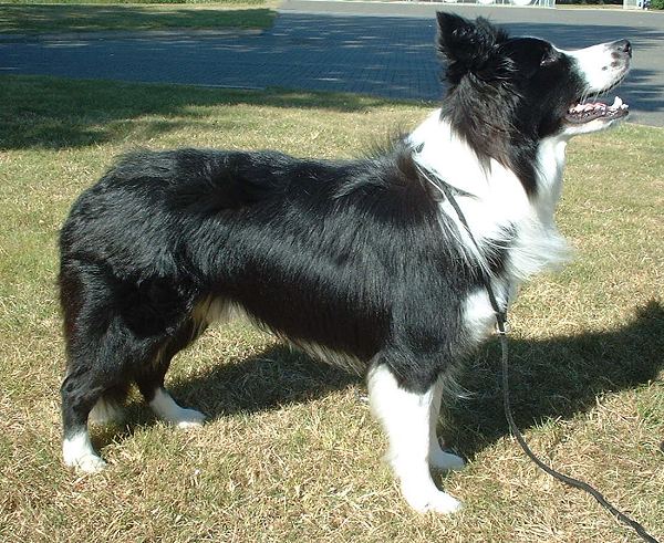 Elizabeth Collie
