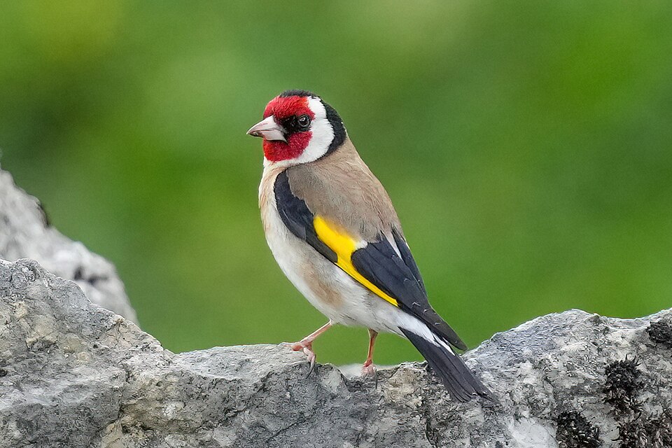Elliott Goldfinch