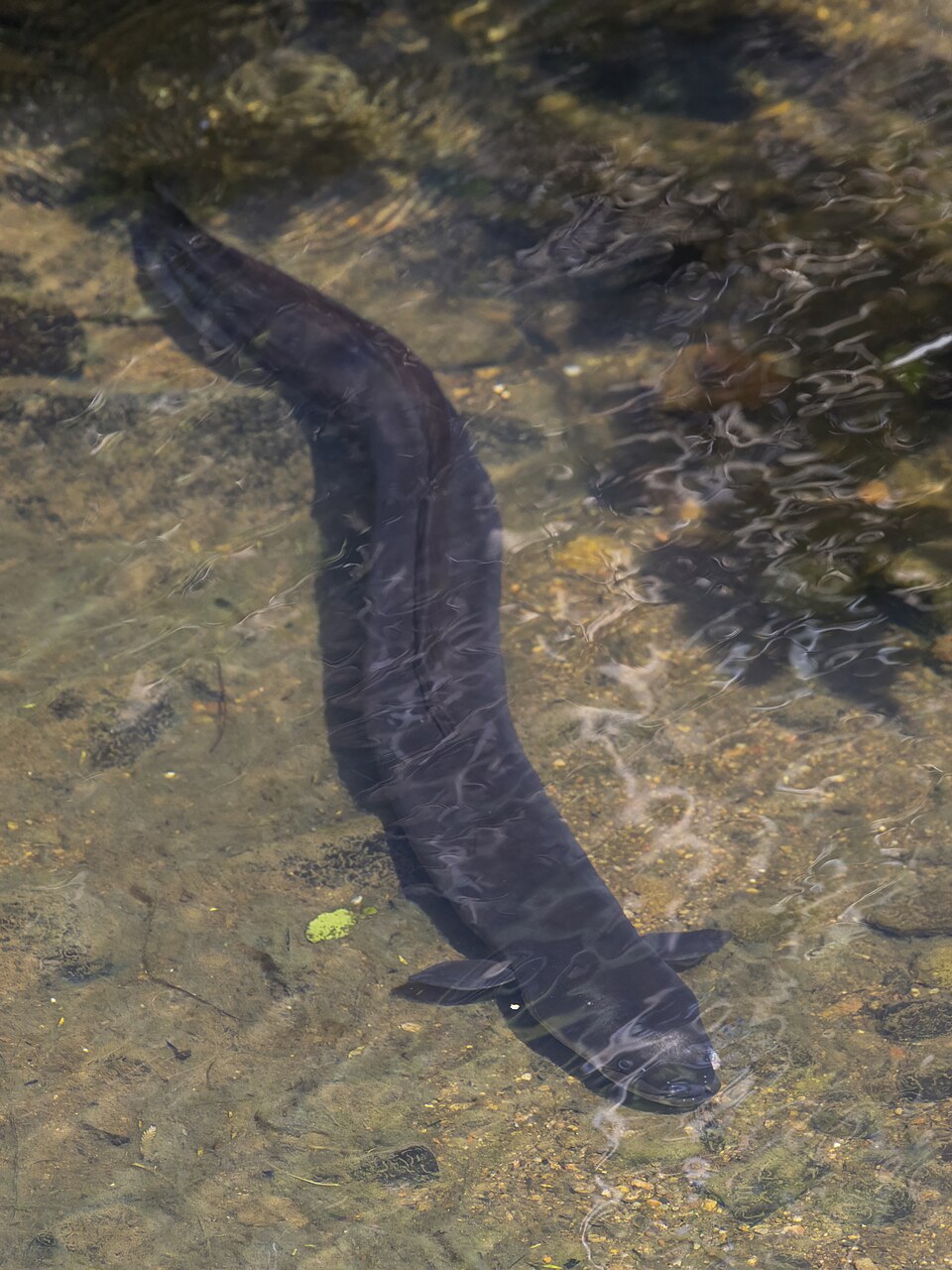 Elver