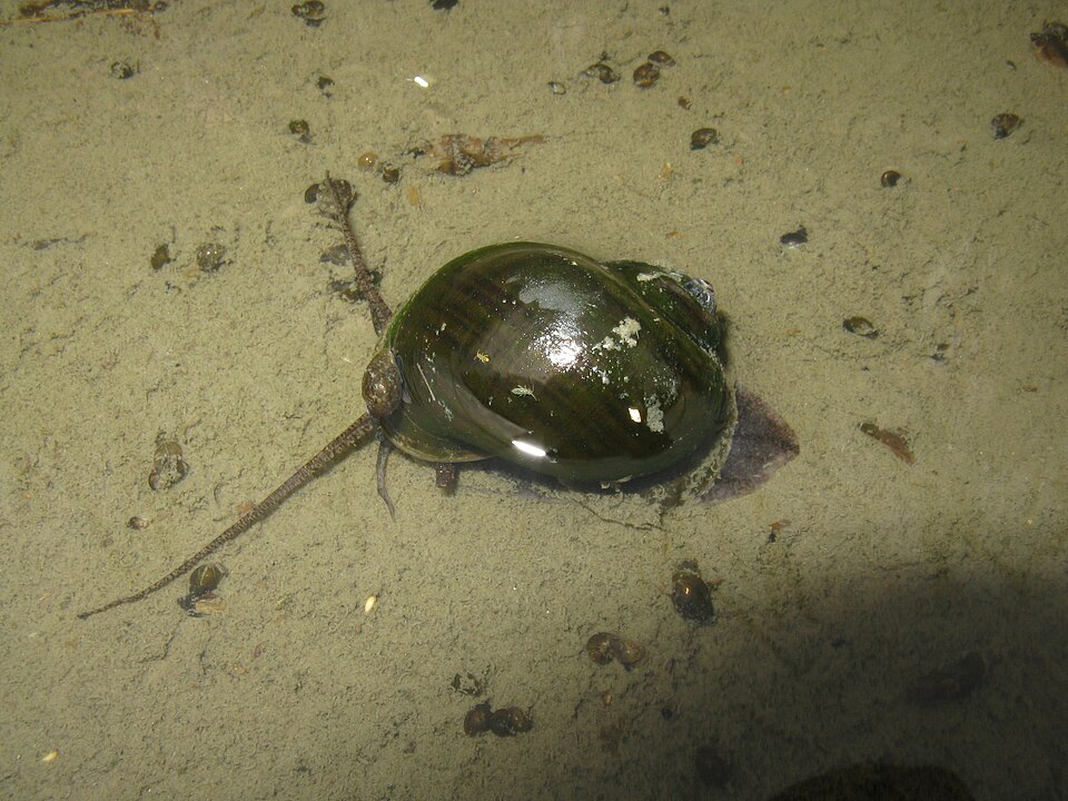 Estebenet