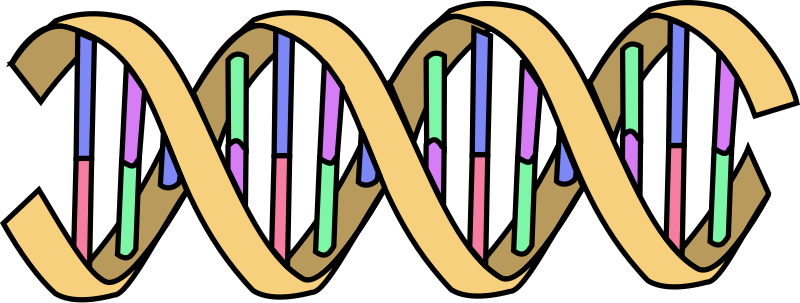 Etain Kidney
