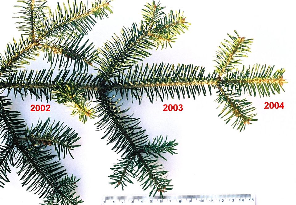 Evergreen