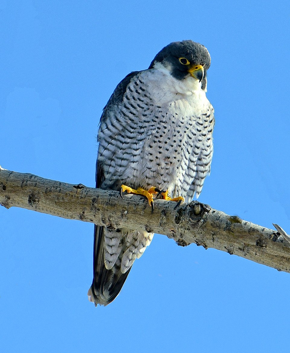 Falco van Loon