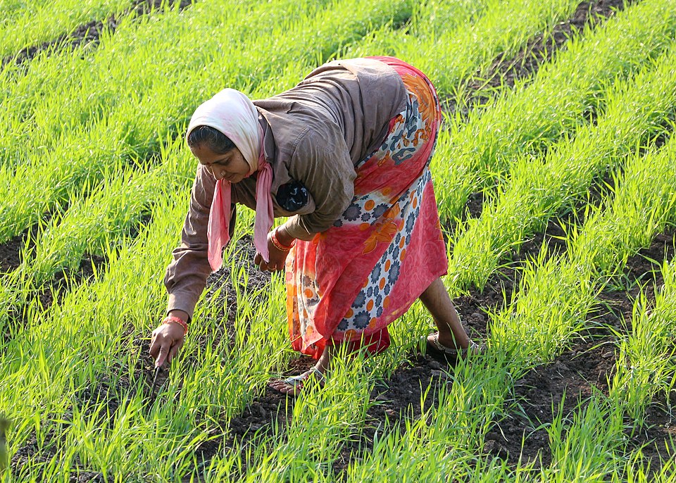 farmer