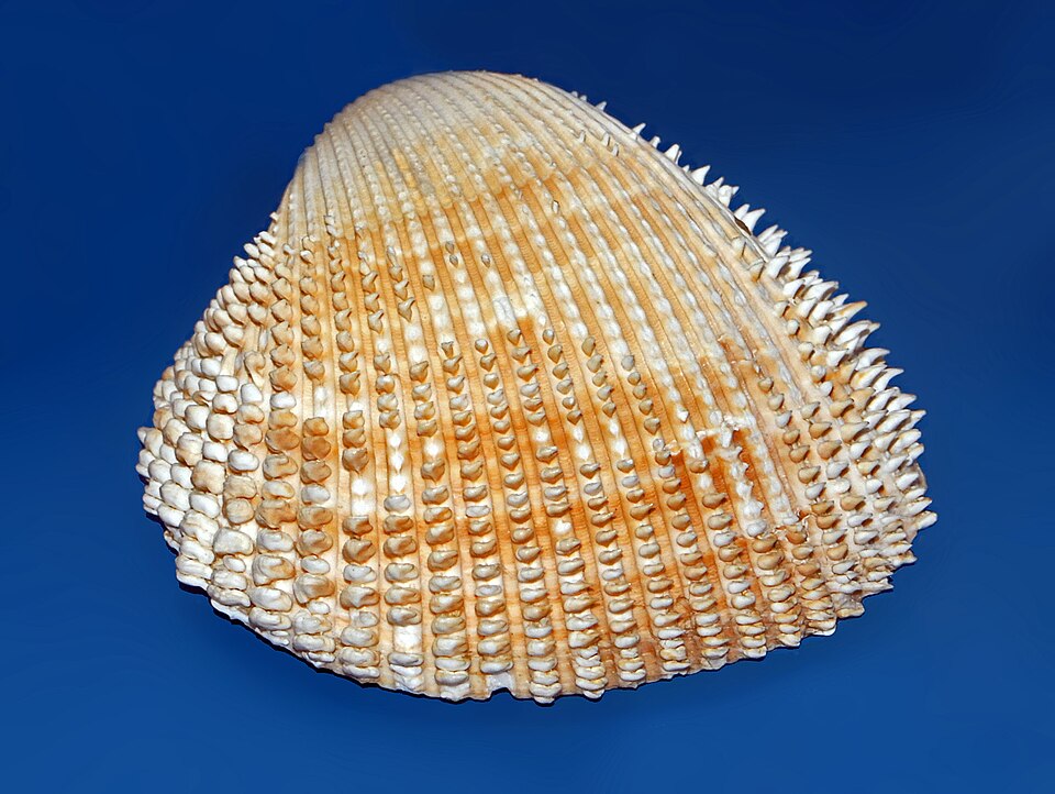 Federico Spinosa