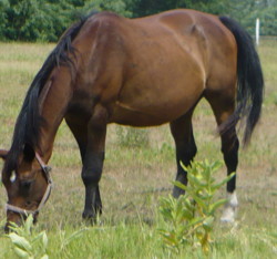 Felver