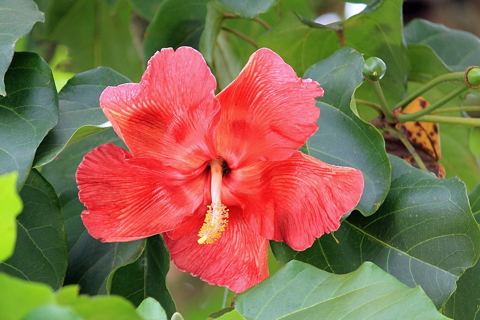 Flor Marie