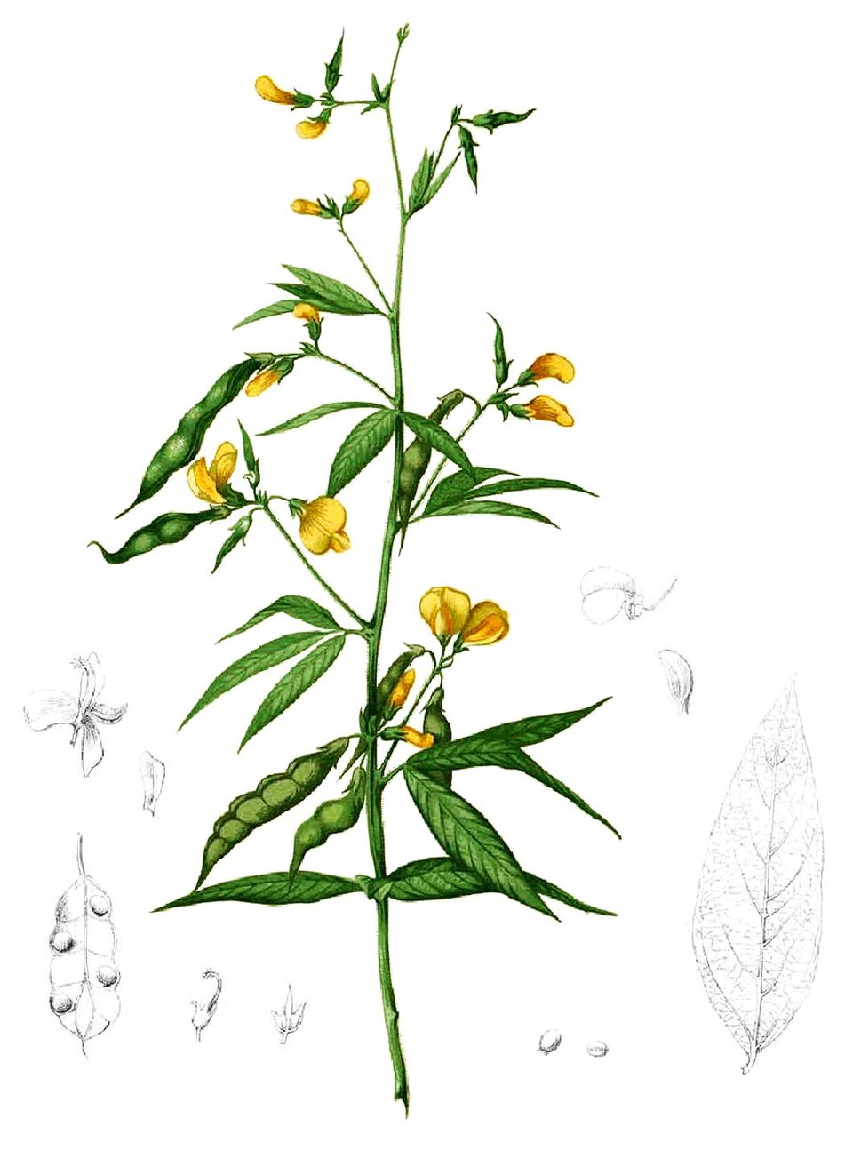 Flora Minja