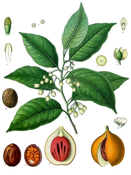 Flora Mutua