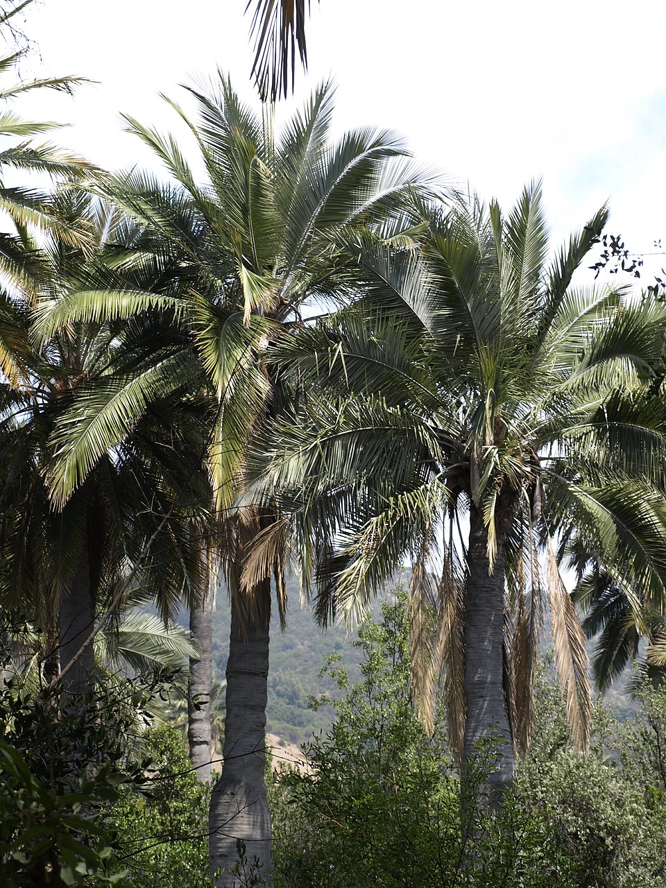 Florent Palm
