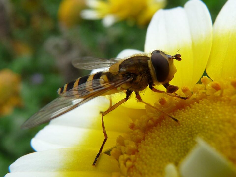 Fly