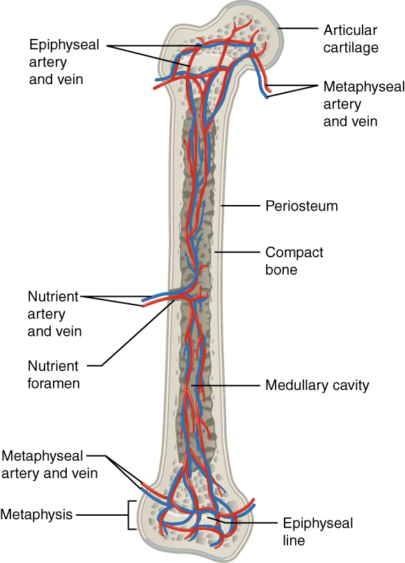 Formens