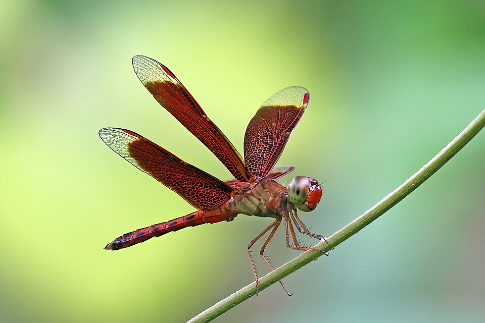 Founder Of Odonata