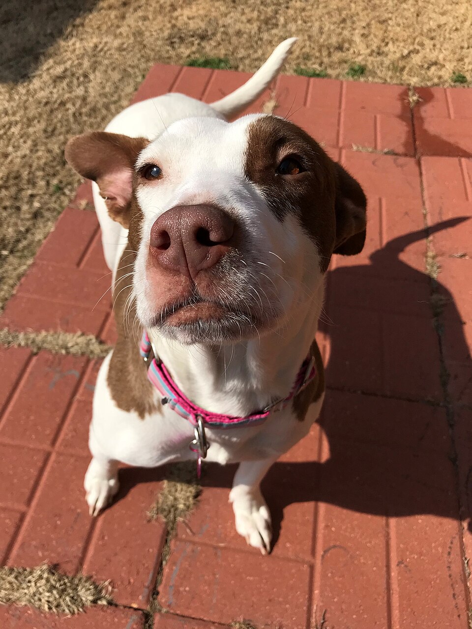 Fren