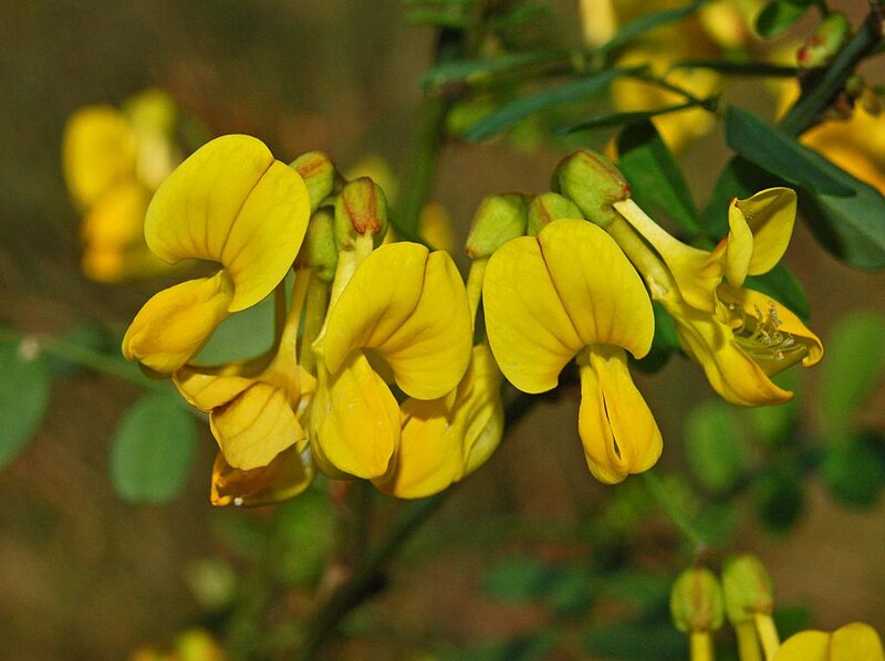 Ge Senna