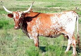 George Bovina