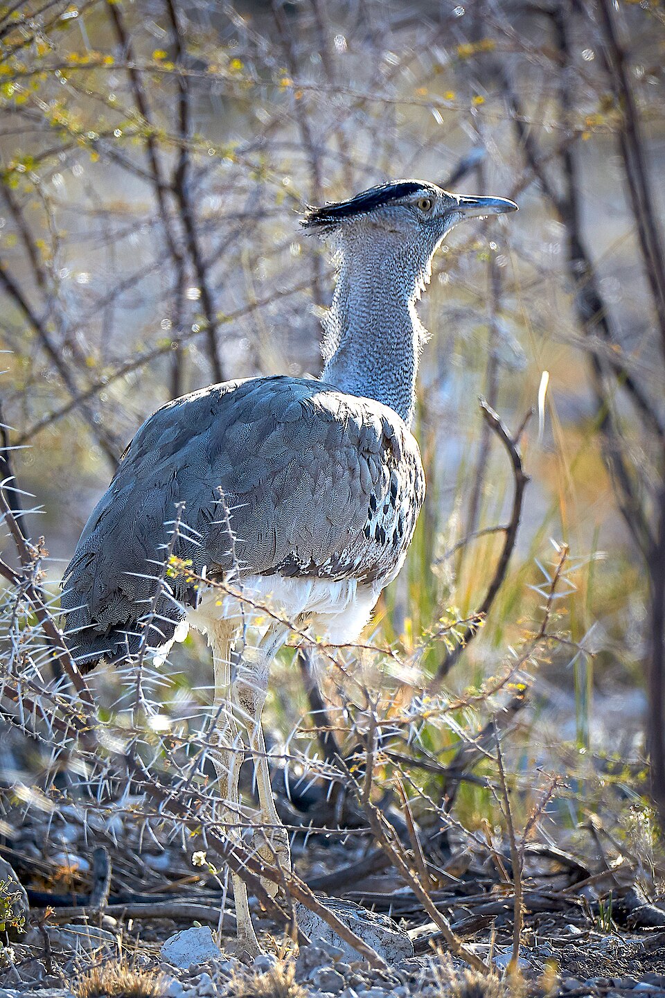 George Bustard