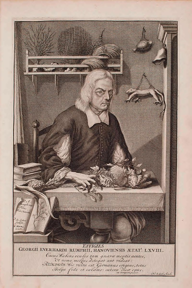 George Everhardus Rumphius