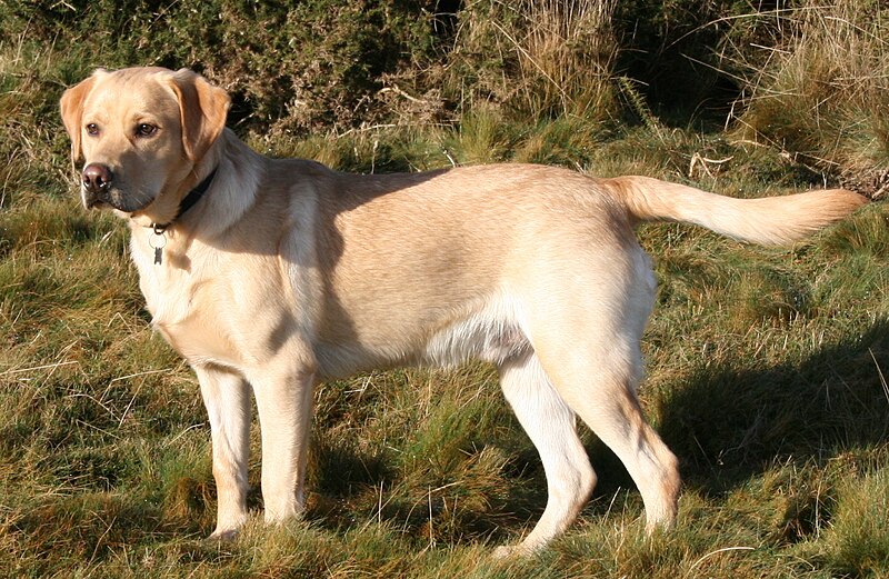 Germán Labrador