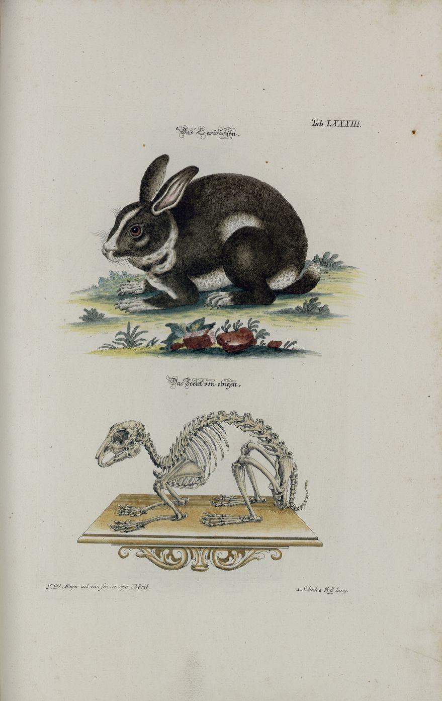 Gi Rabbit