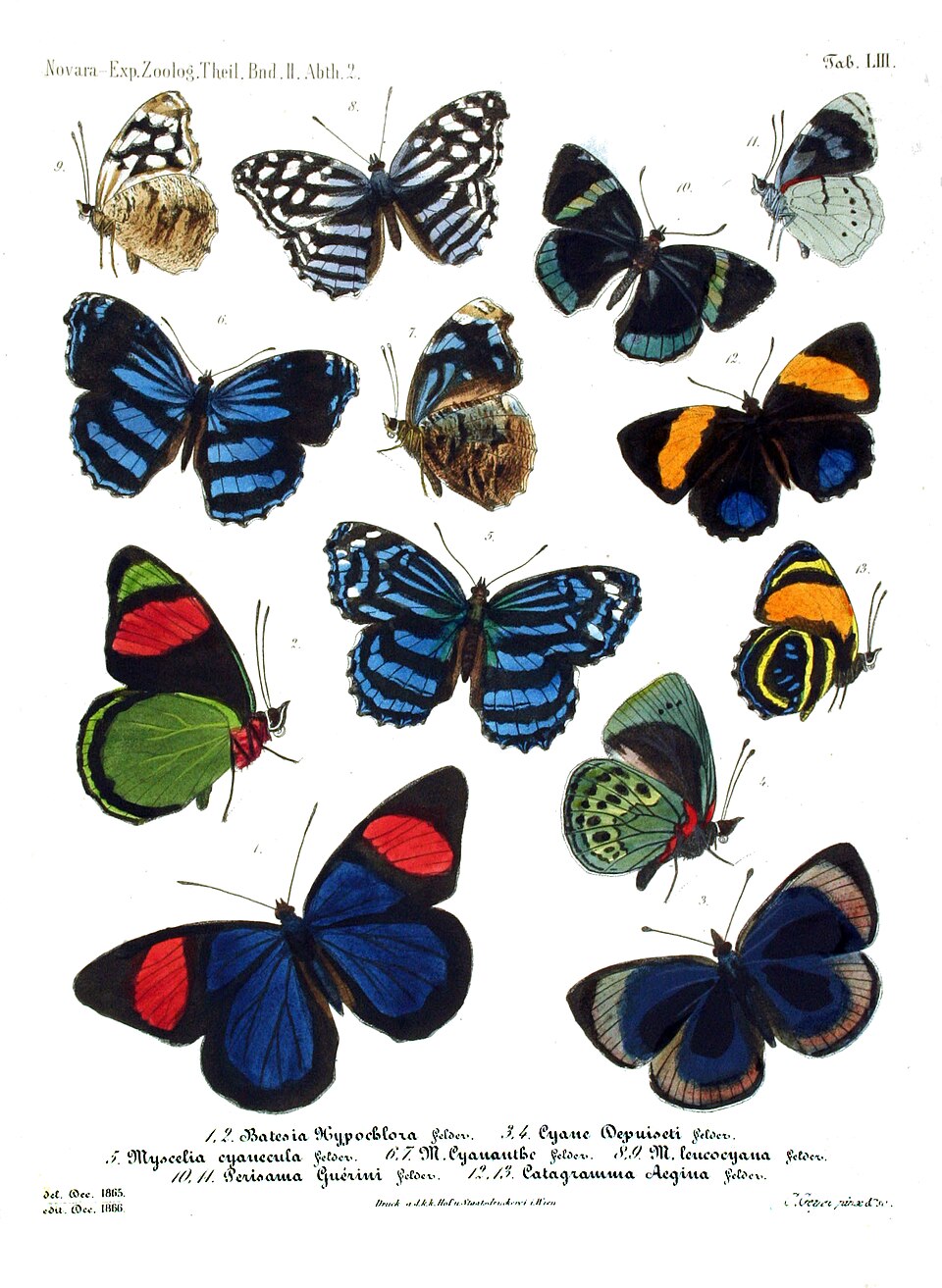 Gisella Caccone