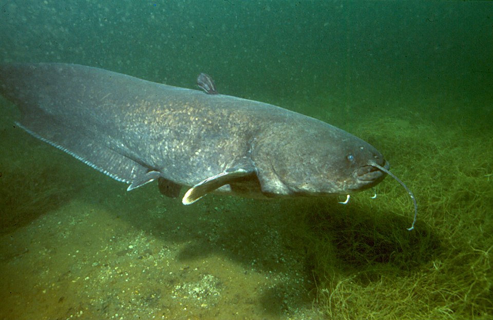 Glani