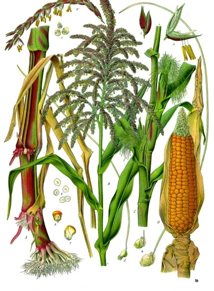 Glenn Corn