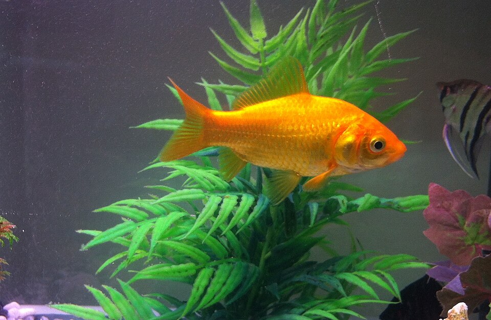 Goldfish Brain