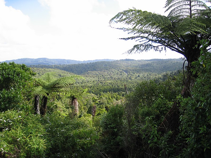Grant Kauri