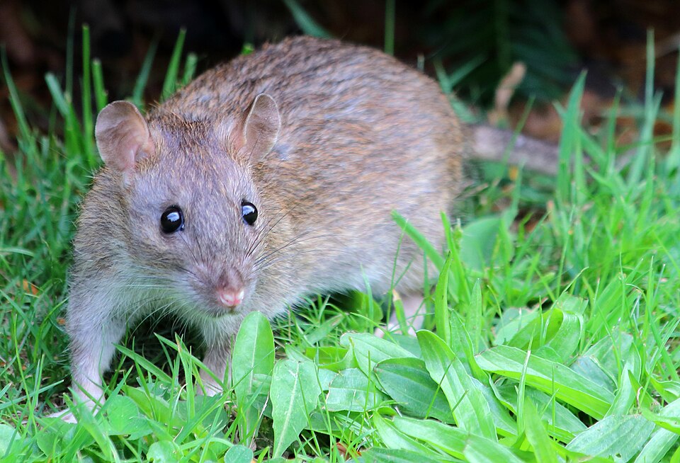 Gregory 'Rat' Taylor