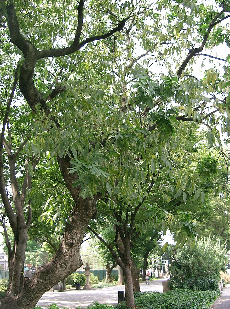 Guo Ya-hui
